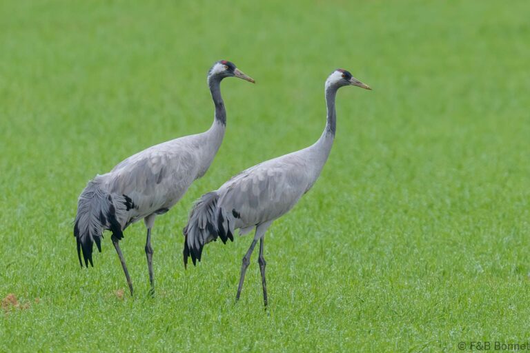 Common Crane_France-1