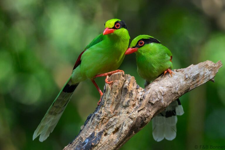 Common Green Magpie_China-3