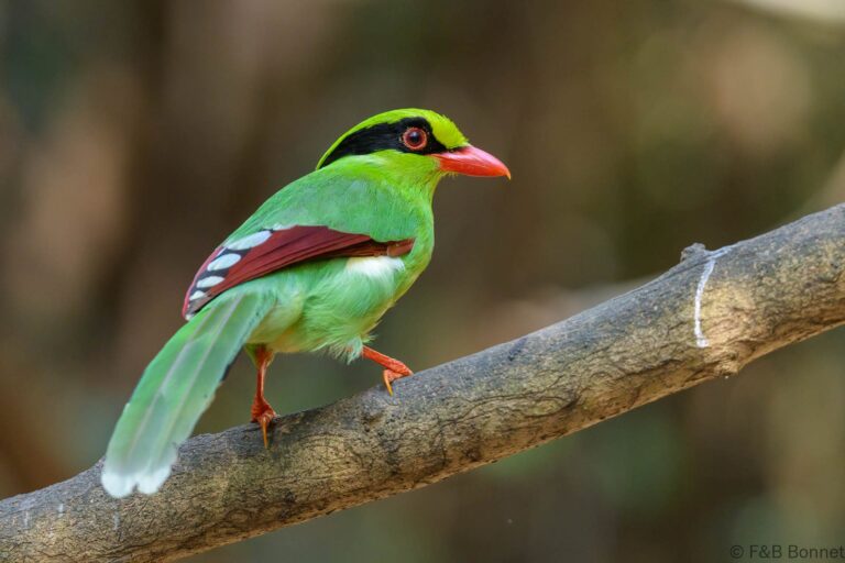 Common Green Magpie_Thailand-1
