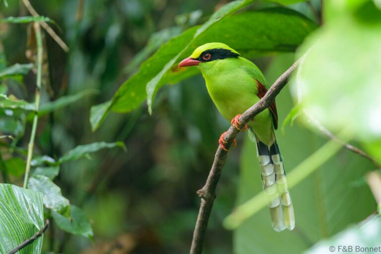 Common Green Magpie_Thailand-2