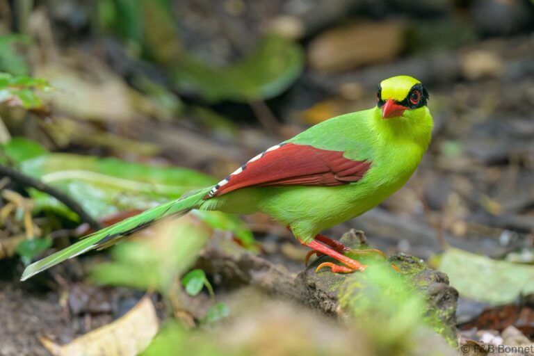 Common Green Magpie_Thailand-3