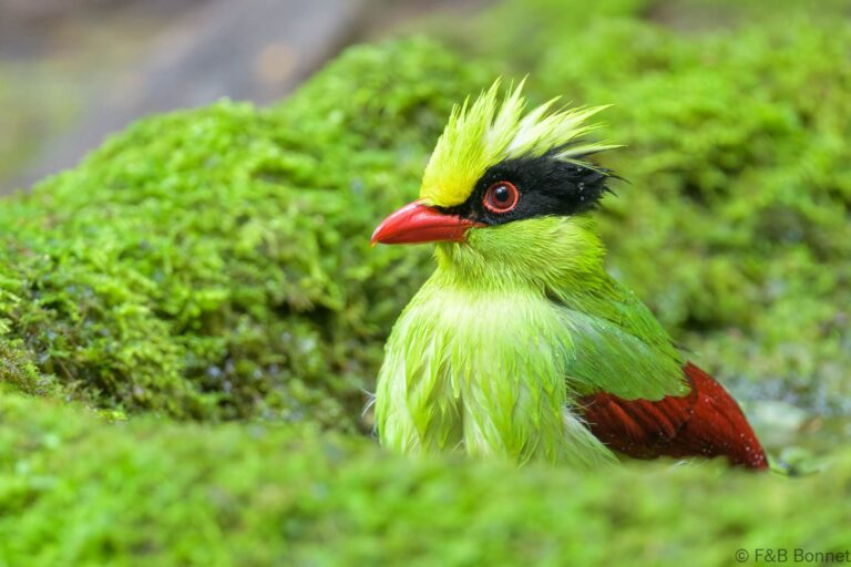 Common Green Magpie_Thailand-4
