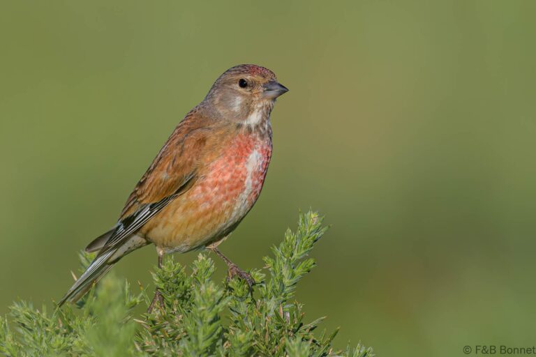 Common Linnet_Spain-5