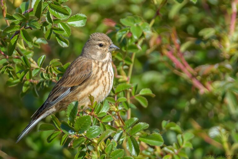 Common Linnet_Spain-6