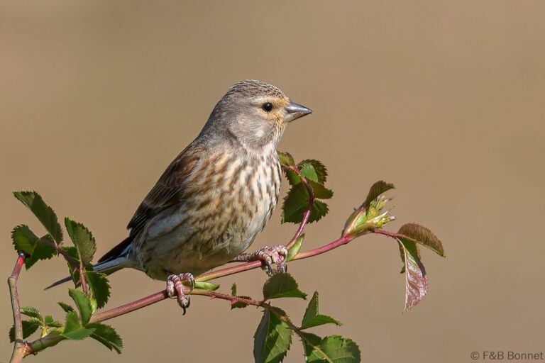 Common Linnet_Spain-7