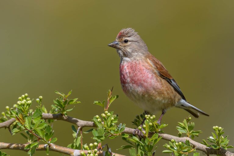 Common Linnet_Spain-8