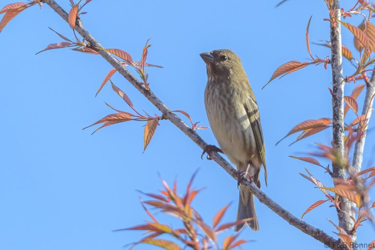 Common Rosefinch_Thailand-4