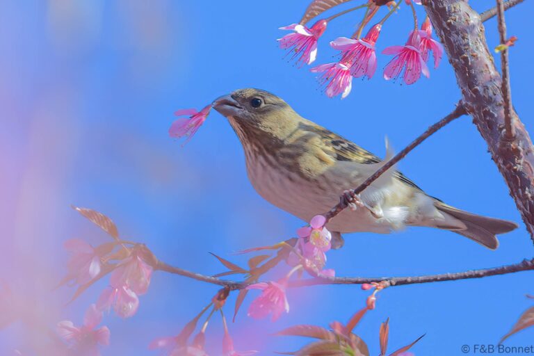 Common Rosefinch_Thailand-5