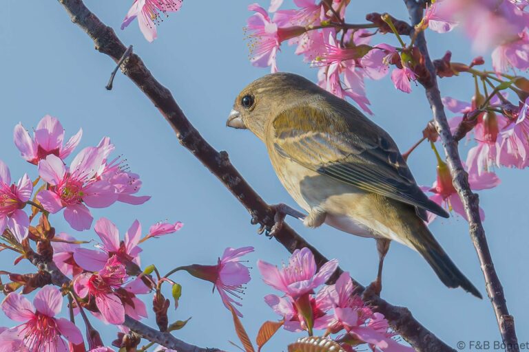 Common Rosefinch_Thailand-6