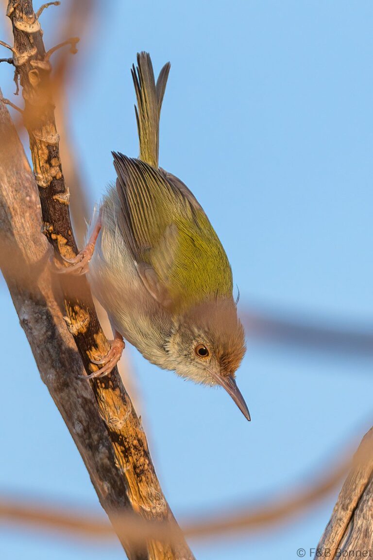 Common Tailorbird_Thailand-2