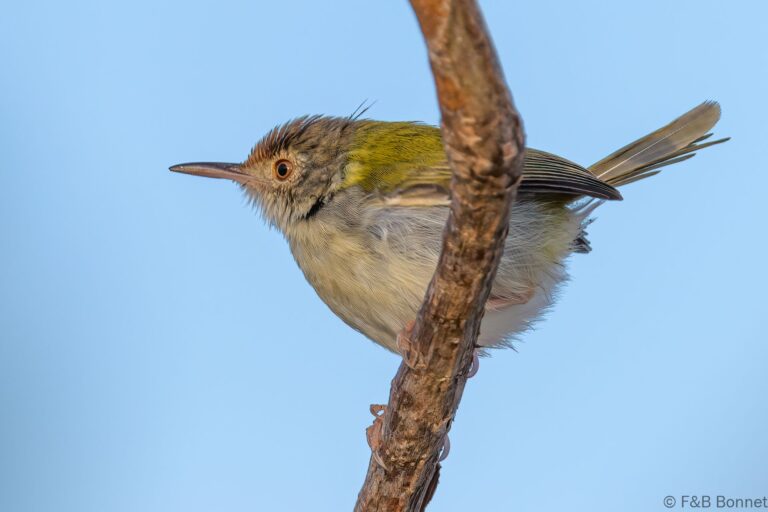 Common Tailorbird_Thailand-3
