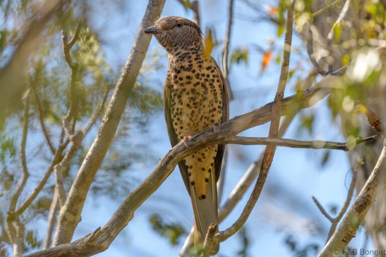 Cuckoo-roller_Madagascar-1