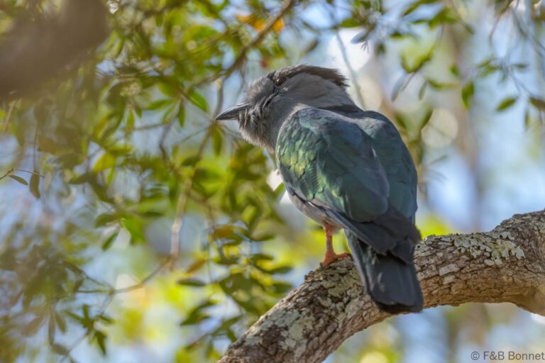 Cuckoo-roller_Madagascar-2