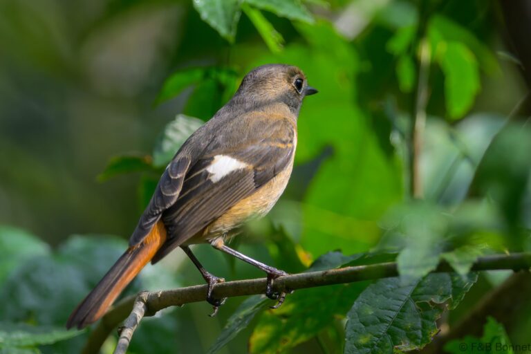 Daurian Redstart_China-1