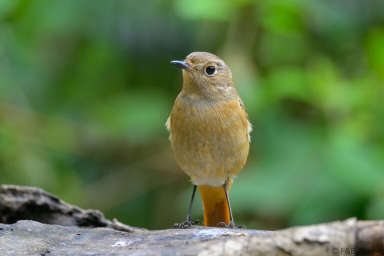 Daurian Redstart_China-2