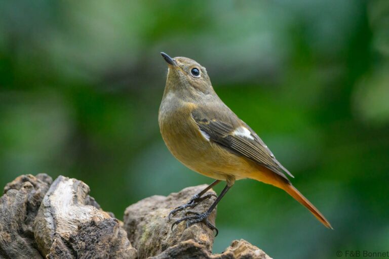 Daurian Redstart_China-3