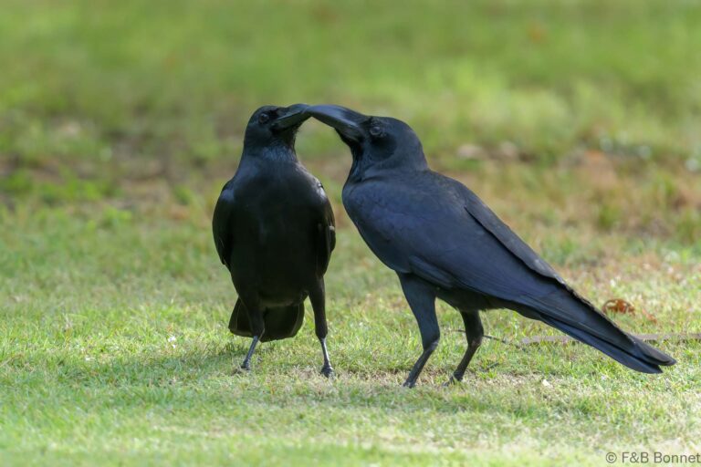 Eastern Jungle Crow_Thailand-1