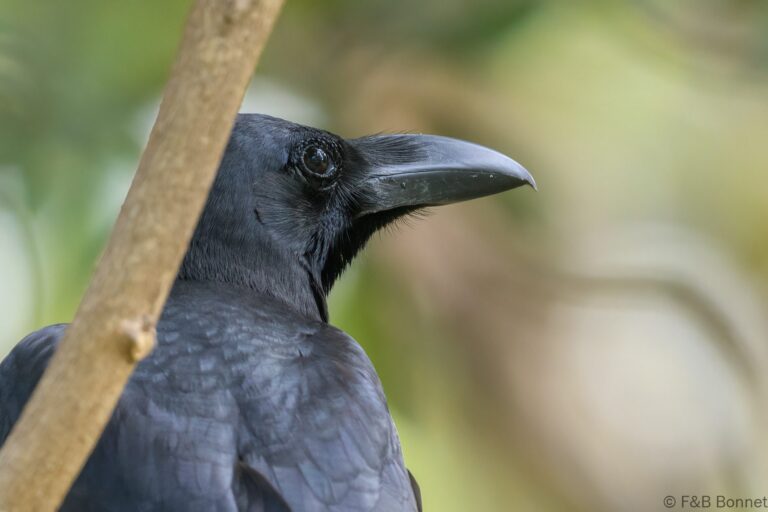 Eastern Jungle Crow_Thailand-2