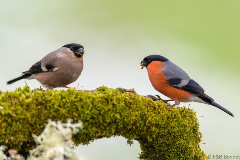 Eurasian Bullfinch_Spain-10