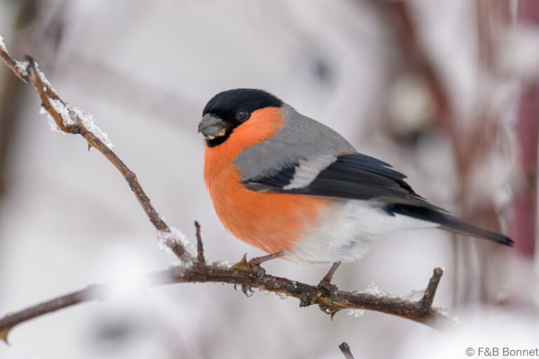 Eurasian Bullfinch_Spain-5
