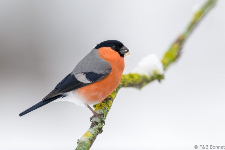 Eurasian Bullfinch_Spain-7