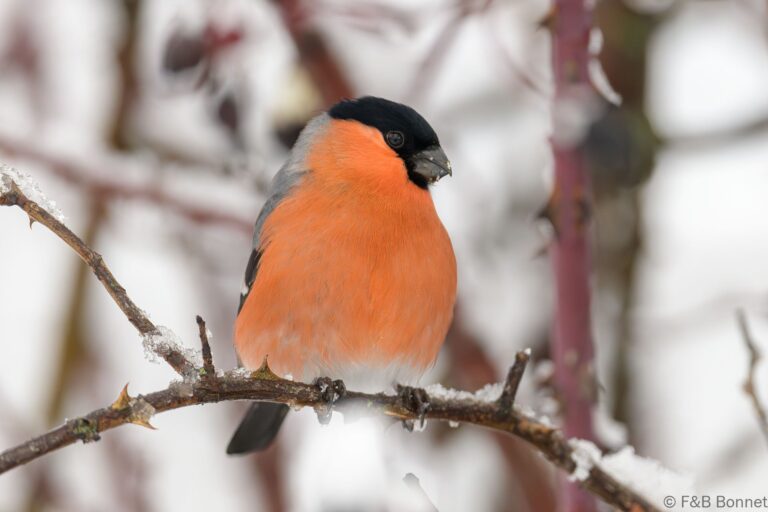Eurasian Bullfinch_Spain-8