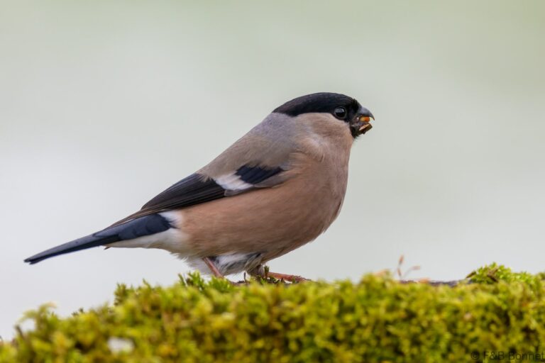 Eurasian Bullfinch_Spain-9