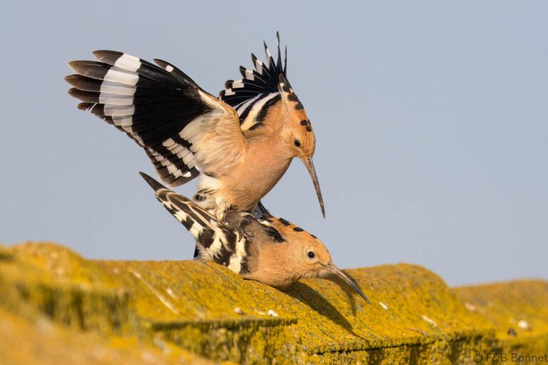 Eurasian Hoopoe_Spain-9