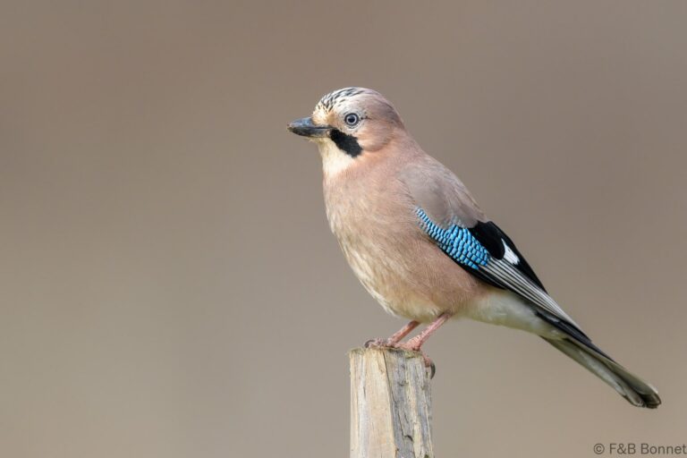 Eurasian Jay_Spain-1
