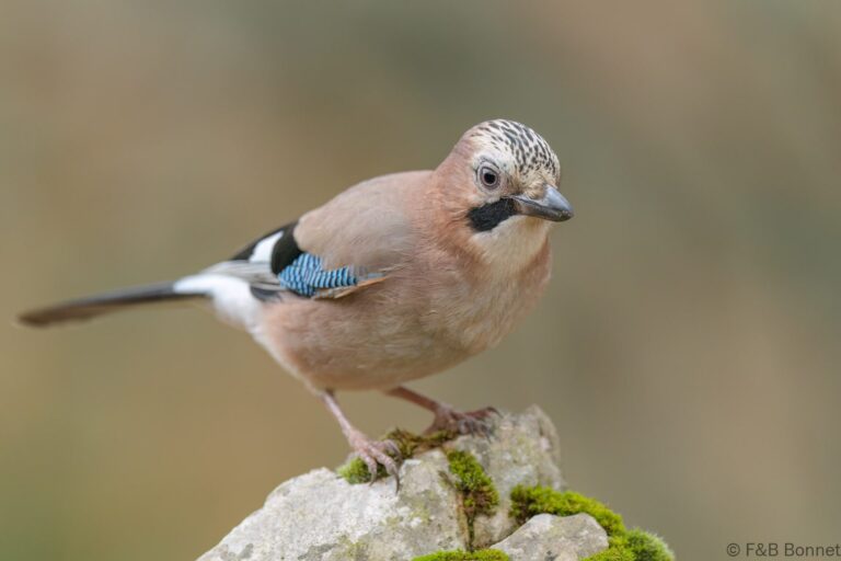 Eurasian Jay_Spain-2