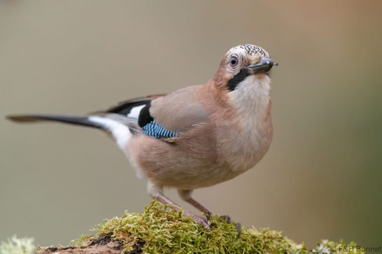 Eurasian Jay_Spain-3