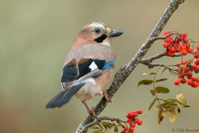 Eurasian Jay_Spain-4