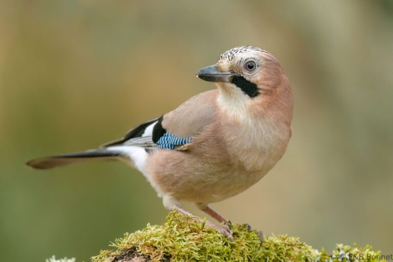 Eurasian Jay_Spain-5