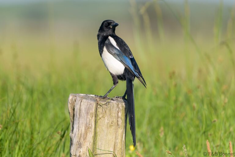 Eurasian Magpie_France-1