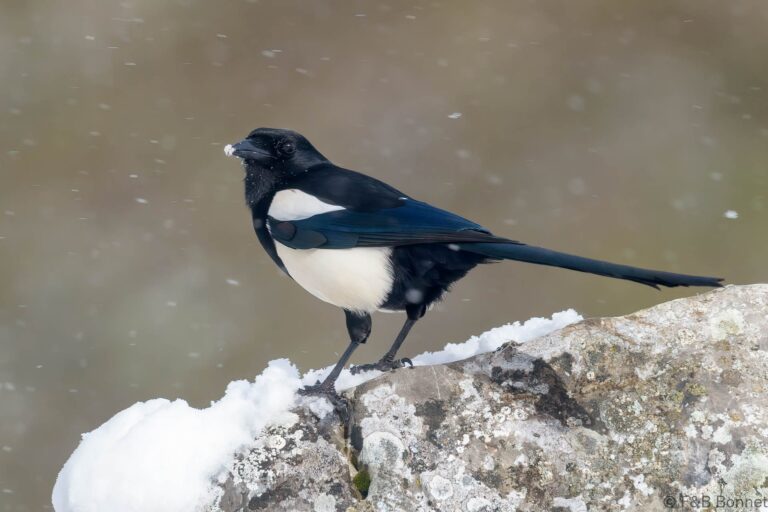Eurasian Magpie_Spain-1