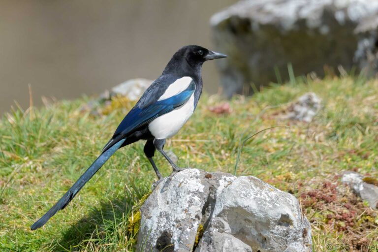 Eurasian Magpie_Spain-2