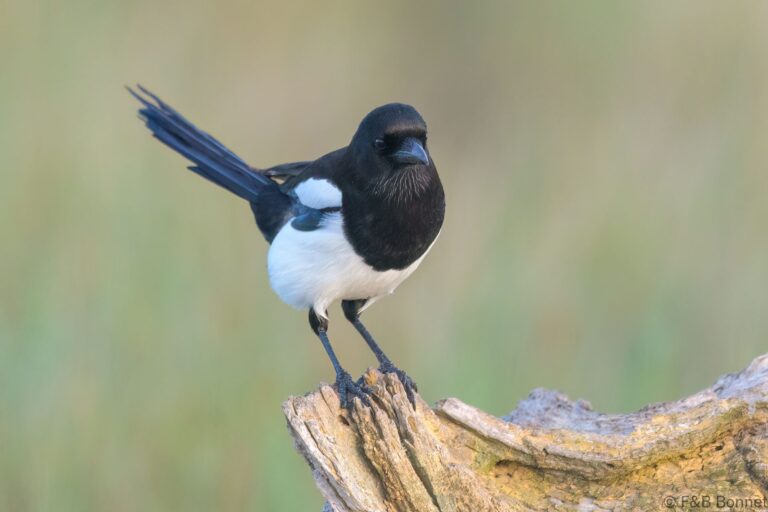 Eurasian Magpie_Spain-3