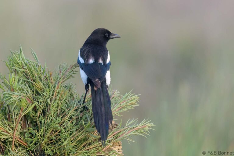 Eurasian Magpie_Spain-4