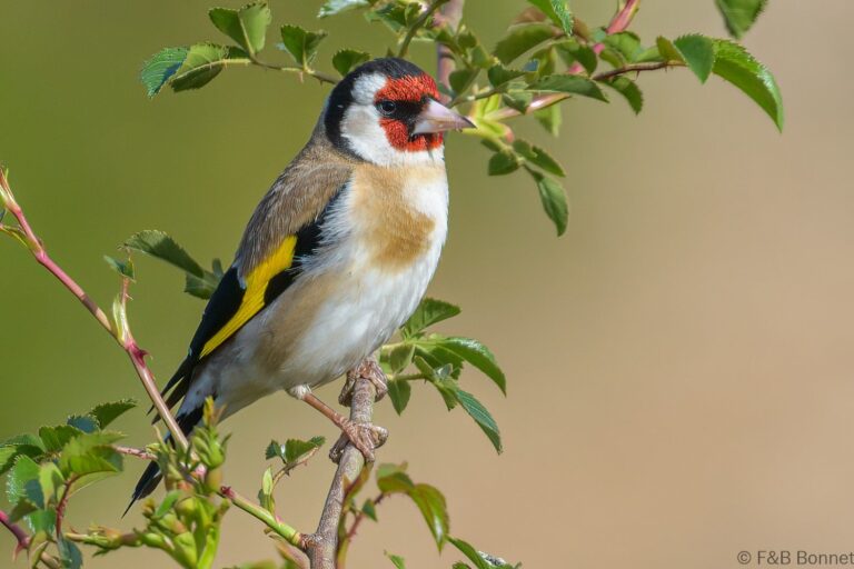 European Goldfinch_Spain-3