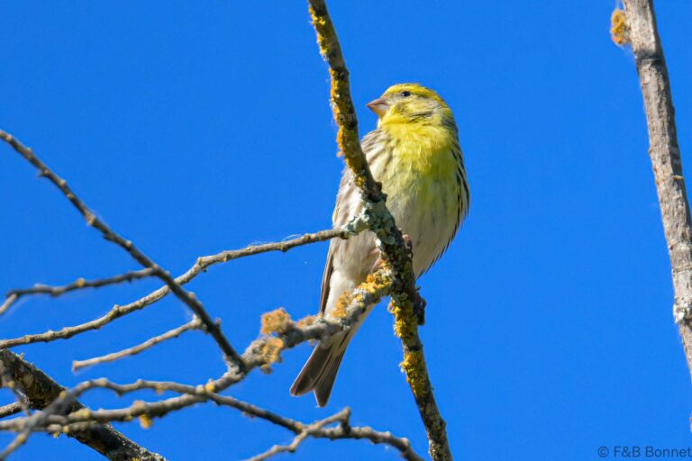 European Greenfinch_Spain-2
