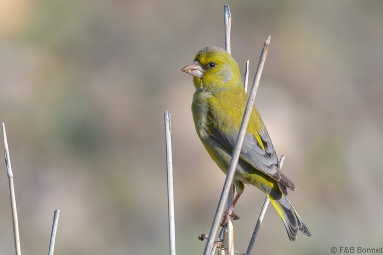 European Greenfinch_Spain-5