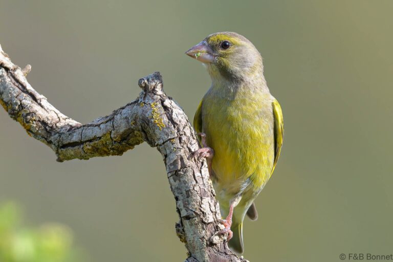 European Greenfinch_Spain-6