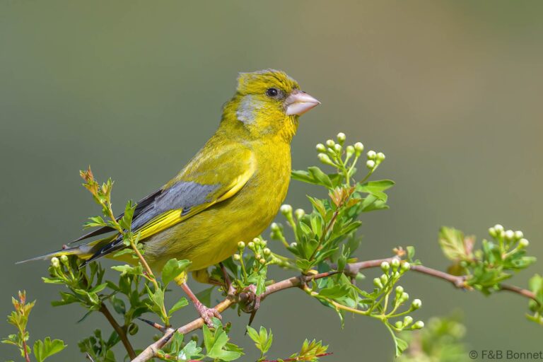 European Greenfinch_Spain-7