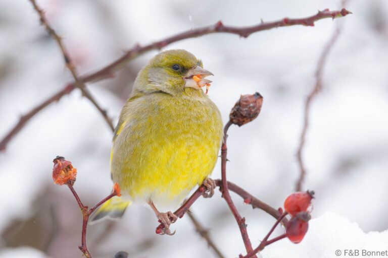 European Greenfinch_Spain-8