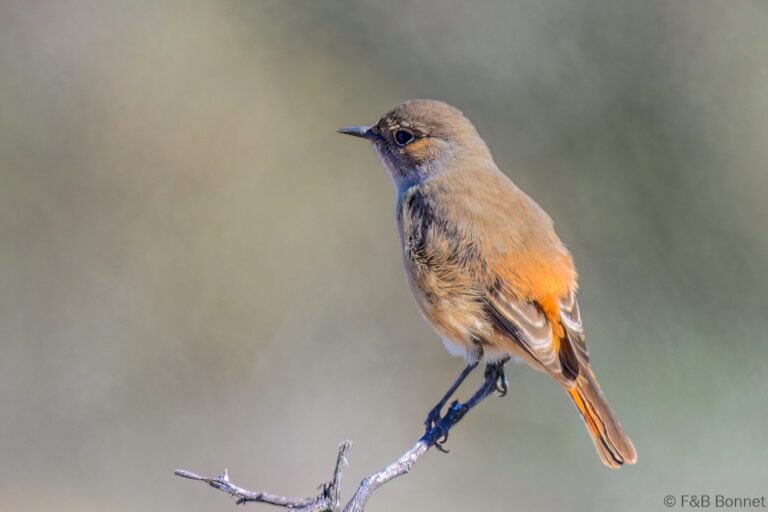 Familiar chat south africa 5