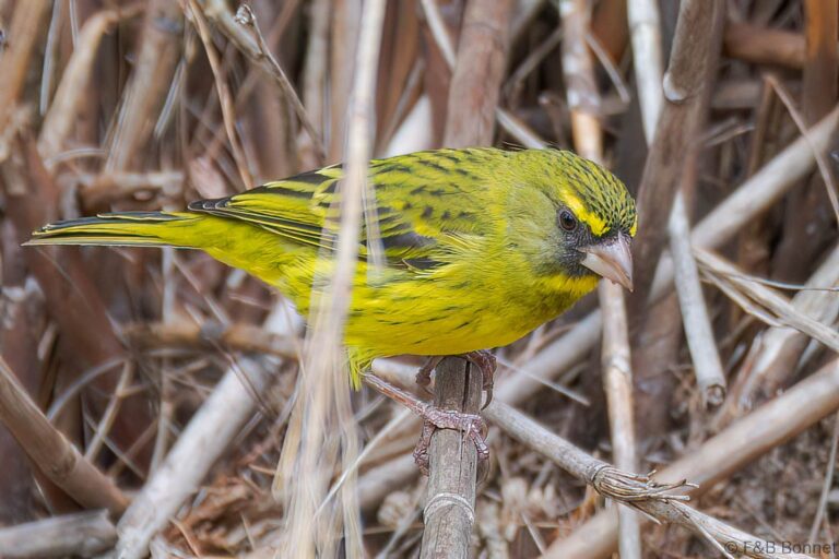 Forest Canary_South Africa-2