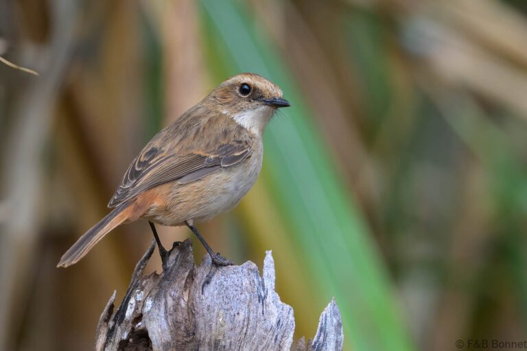 Grey Bush Chat_China-1