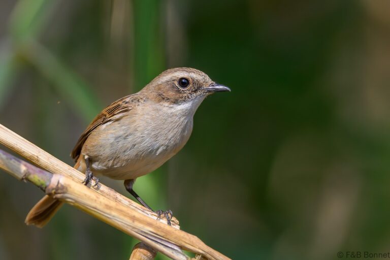 Grey Bush Chat_China-2