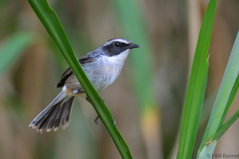 Grey Bush Chat_China-3