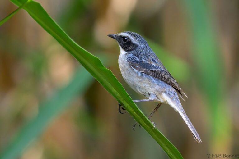 Grey Bush Chat_China-4